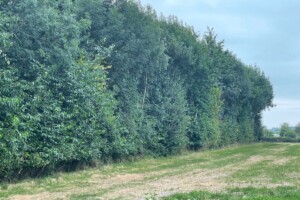 Blewbury Dog Park
